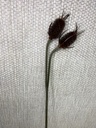 Distel Kunstblume 77cm