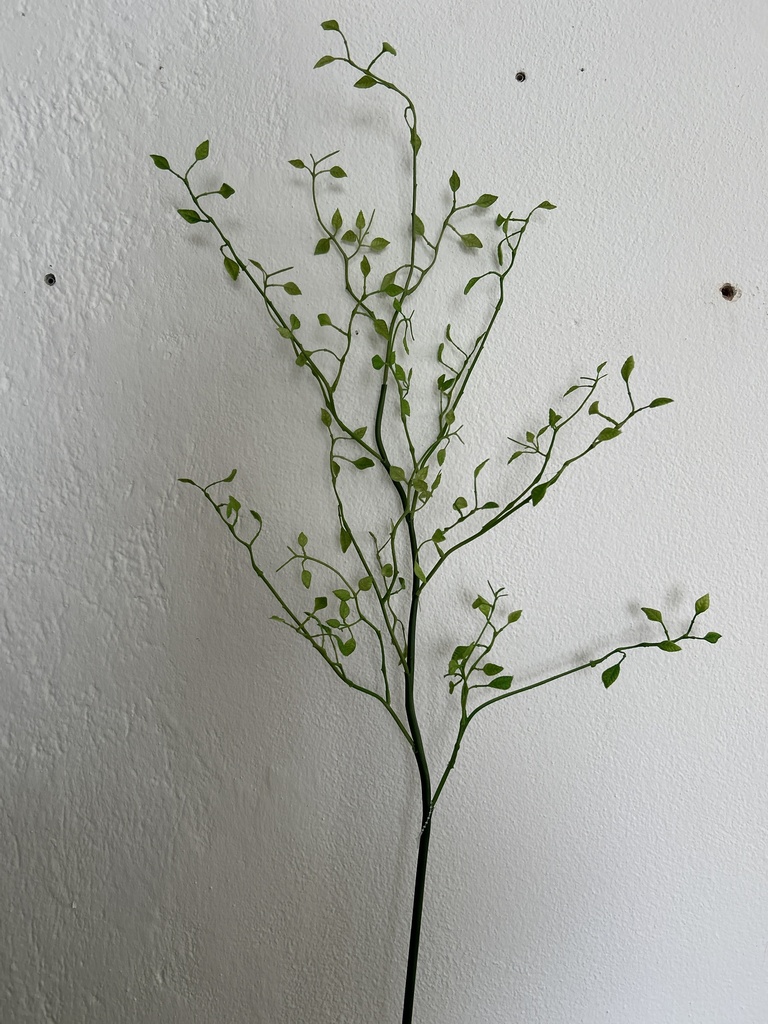 Monstera "Monkey Leaf"