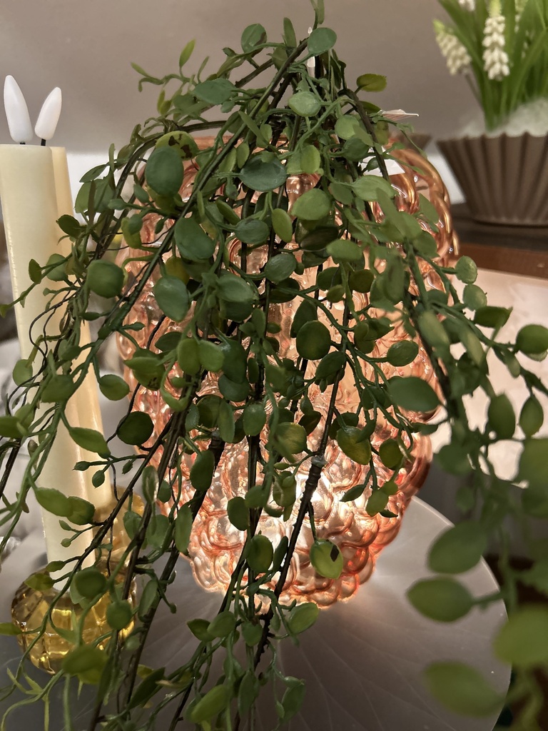 Mühlenbeckiahängezweig