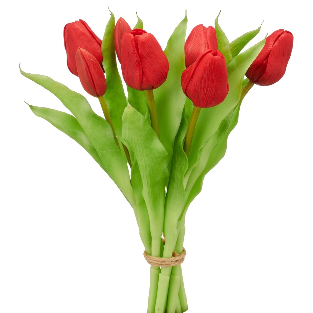 Tulpenbund rot