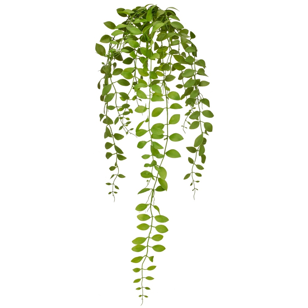 Aeschynanthushängezweig