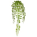 Aeschynanthushängezweig