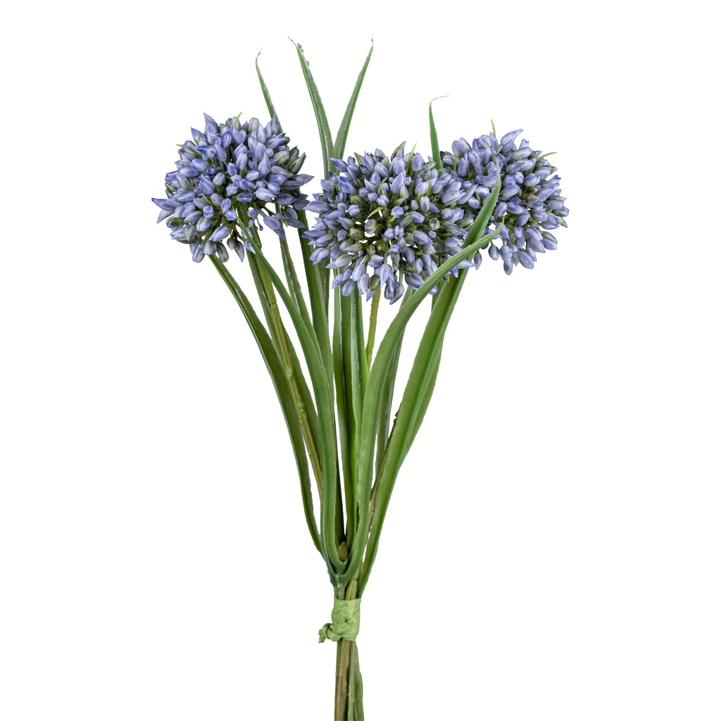 Allium-Grasbund