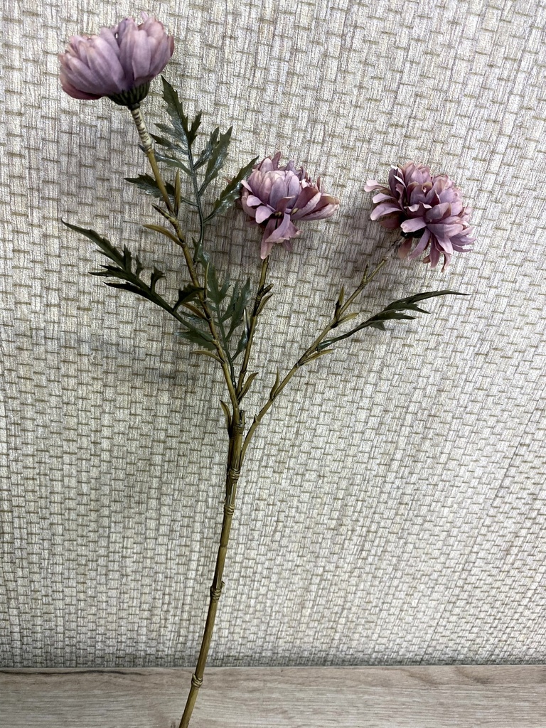 Mini-Dahlie