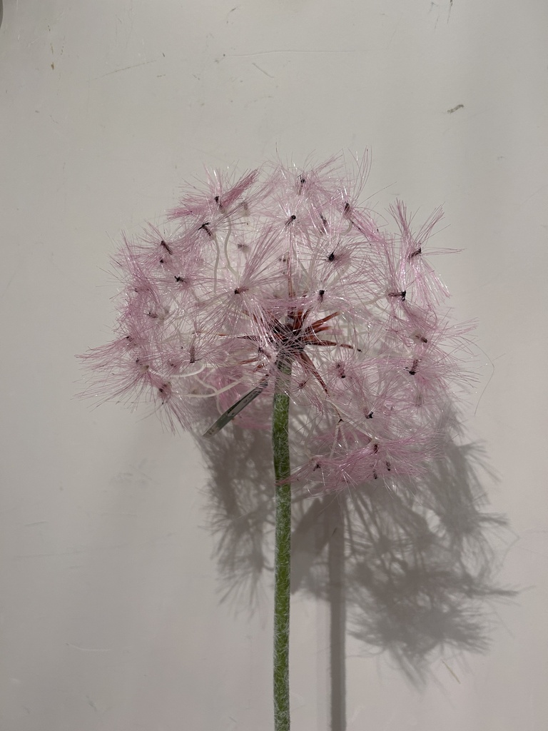 Pusteblume pink