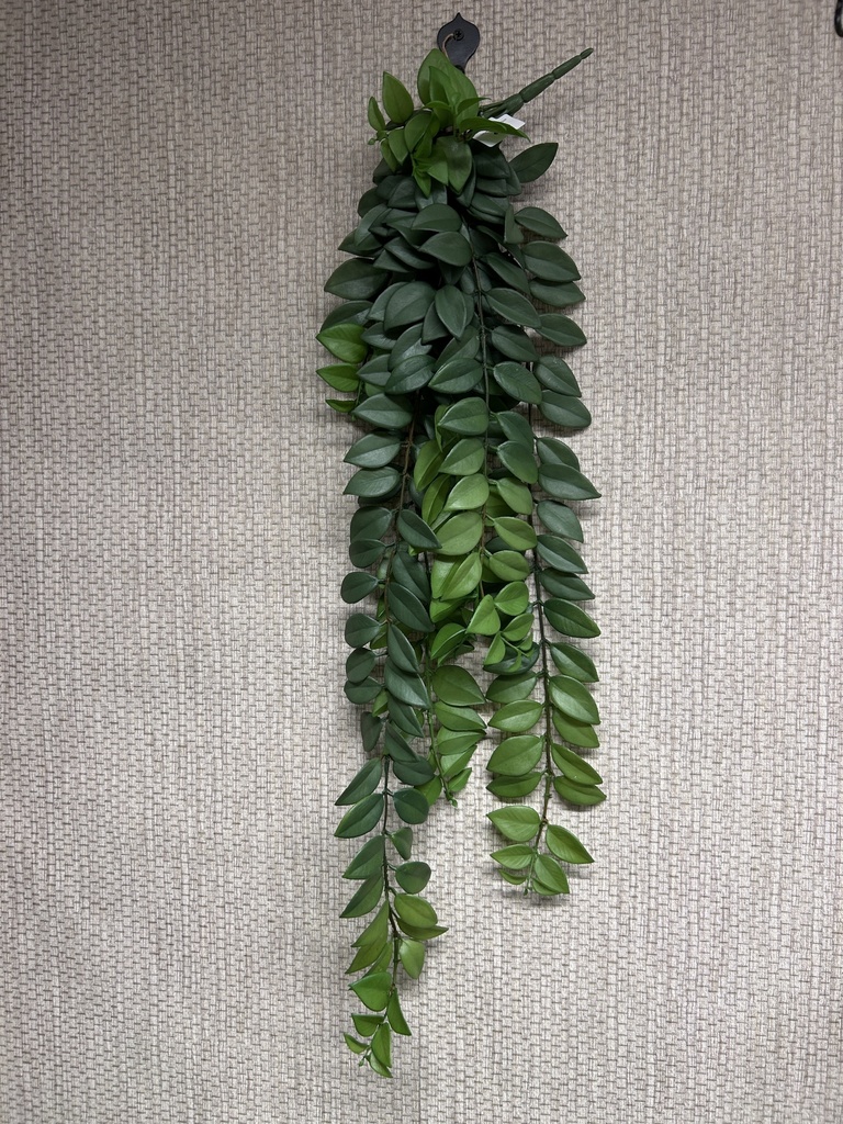 Columnea Ranke