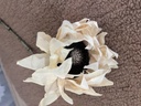 Sonnenblume creme
