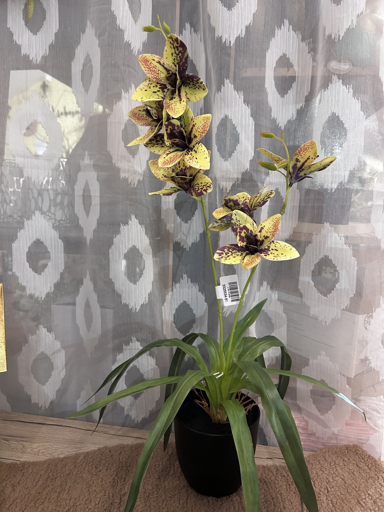 Orchidee Gelb im Kunststofftopf
