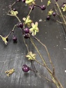 Blütenbeerenzweig