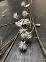 Glitzerzweig silber