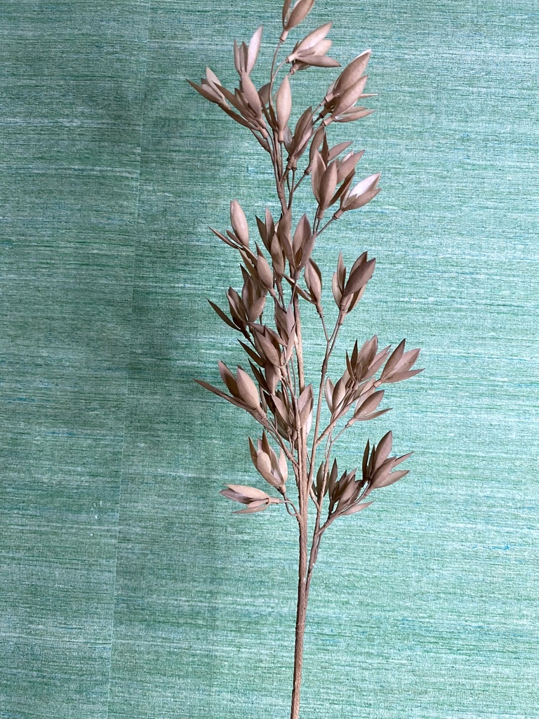 Hafer braun - Dekoblume