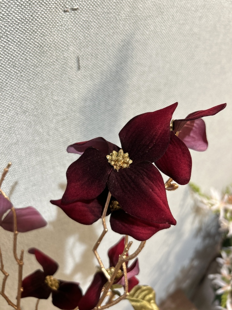 Klematis dunkelrot/gold groß