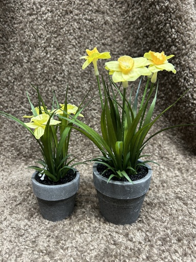 Narzissen im grauen Topf