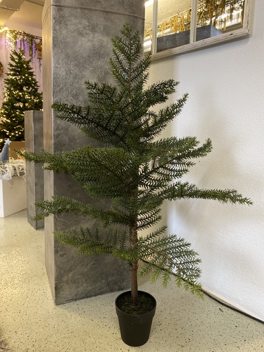 [P0001587] Zimmertanne im Topf