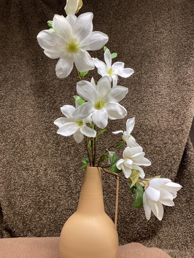 Magnolie