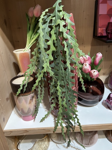 [P0001771] Epiphyllum-Hänger