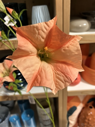 [P0002035] Datura Apricot