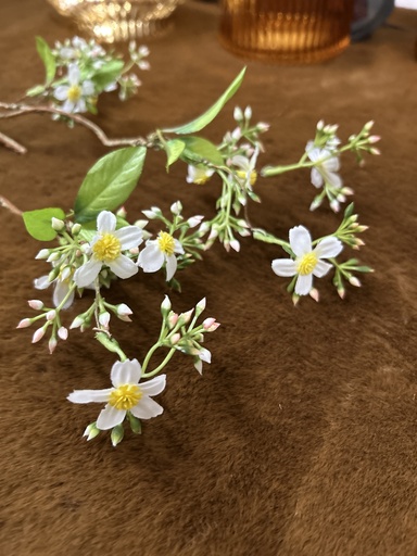 [P0002107] Blütenzweig