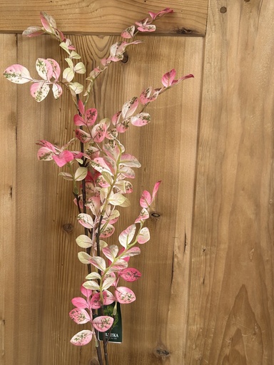 [P0002119] Zweig rosa/grün