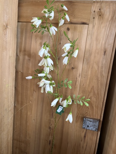 [P0002121] Pfirsichblättrige Glockenblume