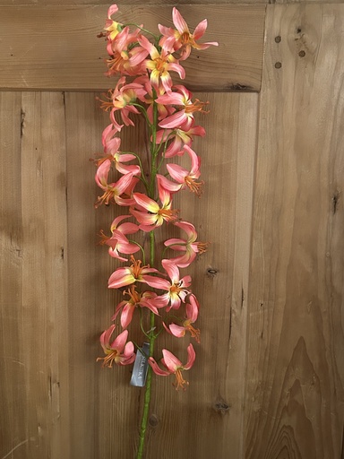 [P0002124] Lilie lachsfarben