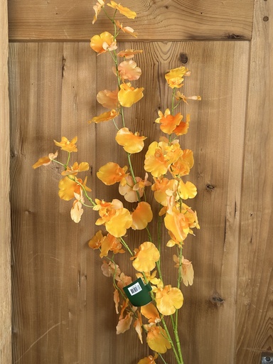 [P0002130] Schmetterlingsorchidee gelb