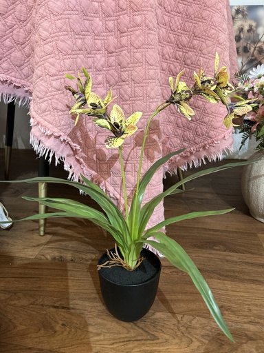 [P0002356] Orchidee