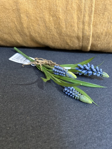 [P0002374] Hyazinthenbund (klein)