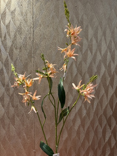 [P0002393] Prärielilie (apricot)