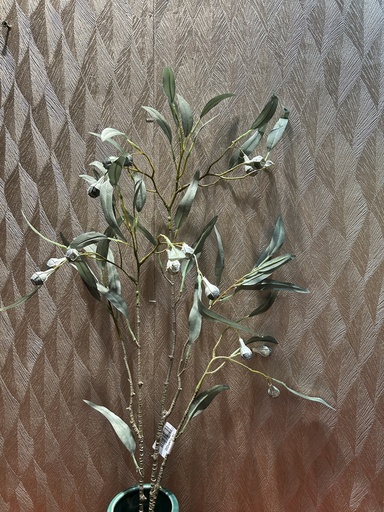 [P0002461] Eukalyptus