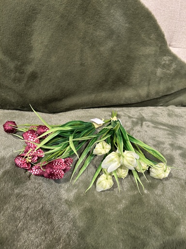 Schachbrettblume Bund