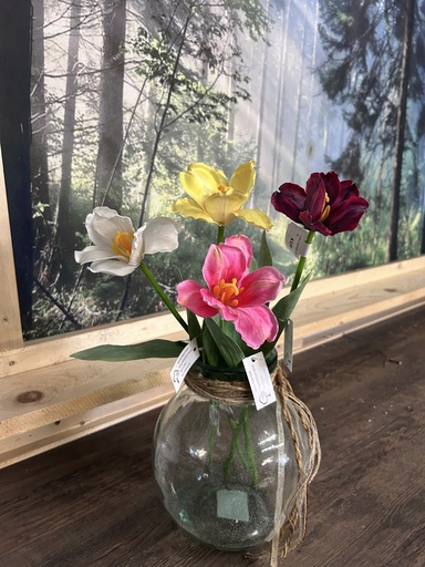 Tulpe geklappt