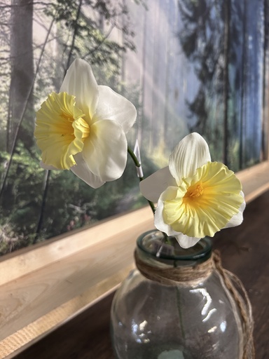 [P0003230] Narzisse creme