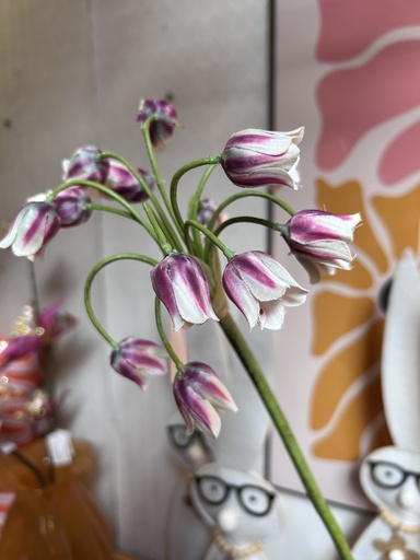 [P0003305] Allium Rot-Rosa