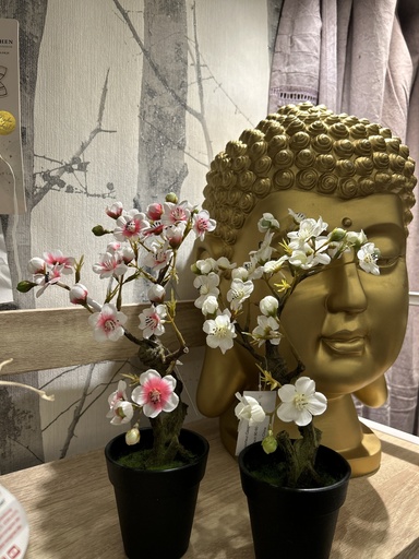 Mandelbonsai im Topf