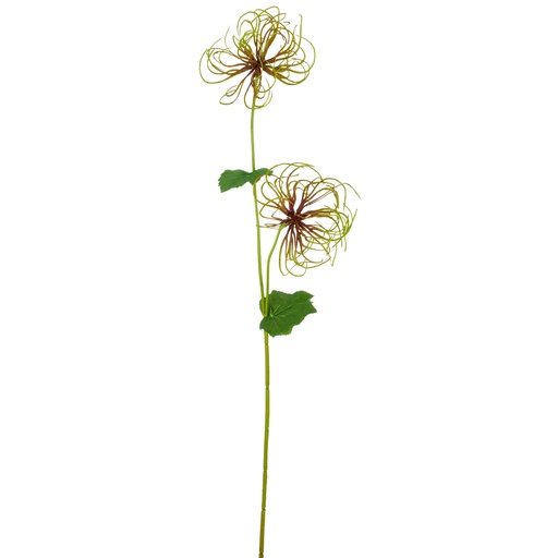 [P0003329] Clematisfruchtzweig