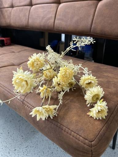 [P0003377] Strohblumenbund