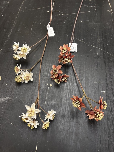 Astrantie 72cm