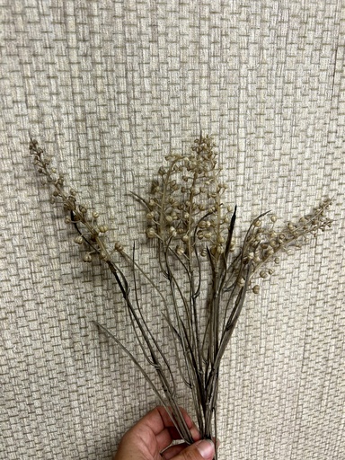 Fruchtstand 6 Stängel Natur