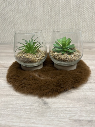 Sukkulente im Glas