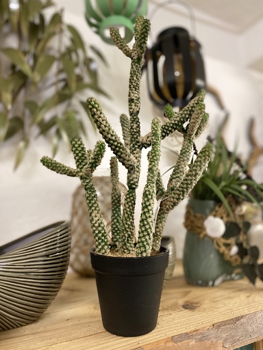 [P0000605] Kaktus im Übertopf