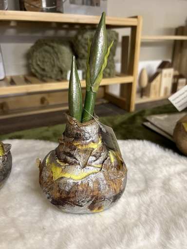 [P0000801] Amaryllis-Zwiebel silber/natur