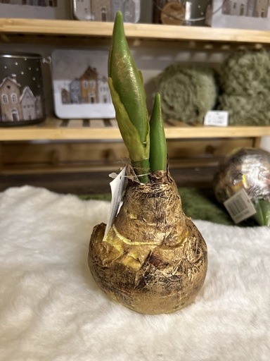 [P0000803] Amaryllis-Zwiebel gold/natur