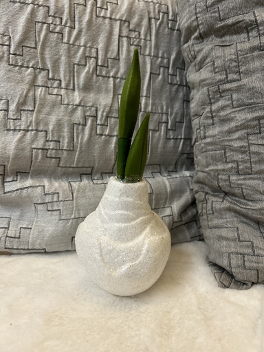 [P0001086] Amaryllis-Zwiebel weiß